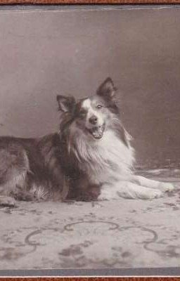 История Барда