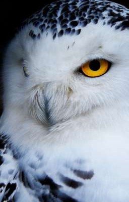 Не совсем птичка