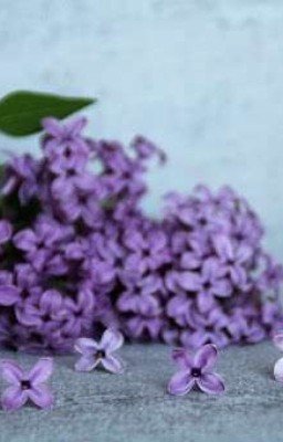 Продавец желаемых смертей