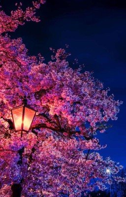 특이한 사실 (Хёнликсы)