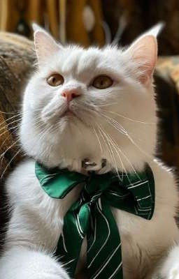 Мяу, Грейнджер 