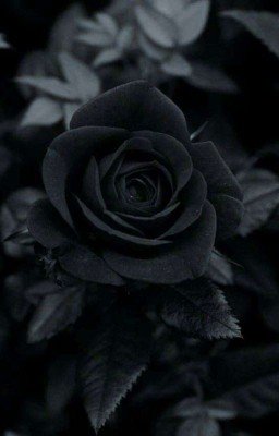 Чёрная роза Хогвартса