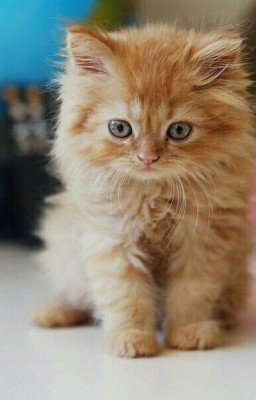         Живоглот, или история моей жизни