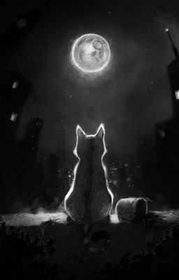 Черный кот