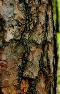 Когда плачут цикады