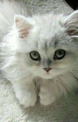 Мой котёнок