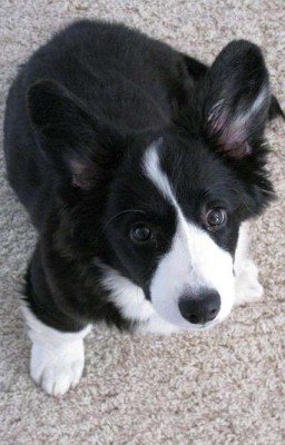 Мой Любимый Корги Артон