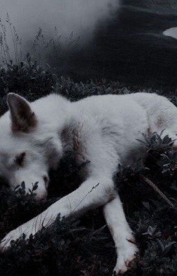 Альфа- самка