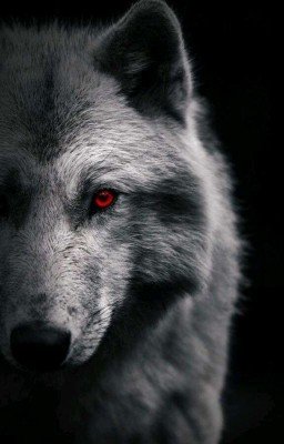 Мой волчонок 