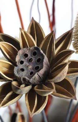 Сухоцвет из цветов лотоса