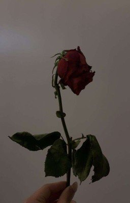 Не пожалеют никого [стих]