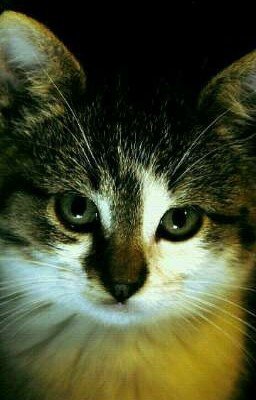 Корм для котёнка