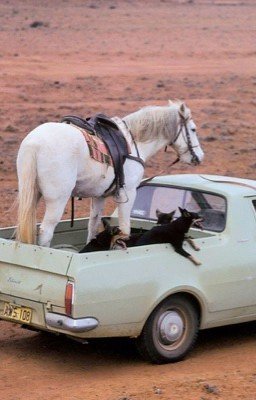 Щербет со вкусом неудавшейся жизни.