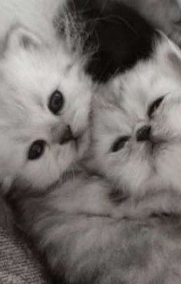 Две милые проблемы.