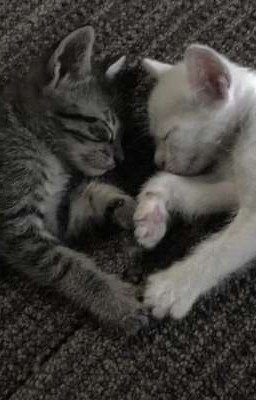 Яндере лишь для тебя<3 