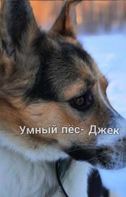 Джек- Умный Пёс