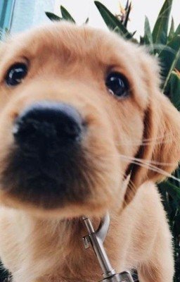 Книга вечной жизни