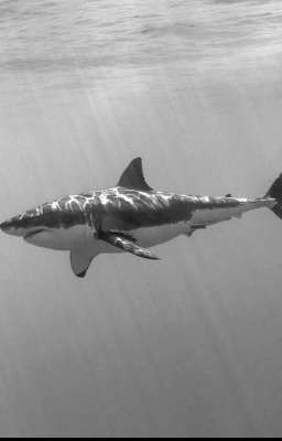 мёртвые бабочки..