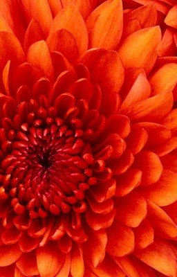 Любовь студентки.