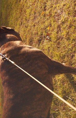 Weekdays of veterans of 1-2 courses