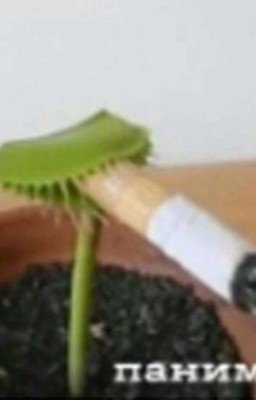 У меня нет голоса, но я хочу говорить