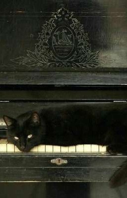 Кот не знает нот