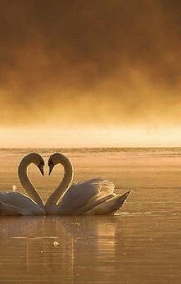Он+Она=♥