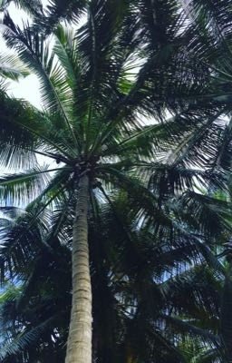 (1)Ищу приключения на...