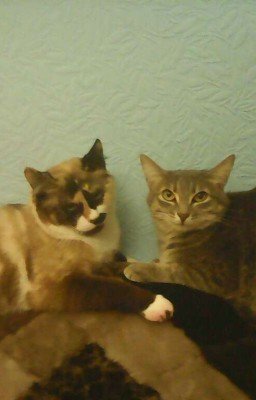 Мои кошки-Варя и Моника.