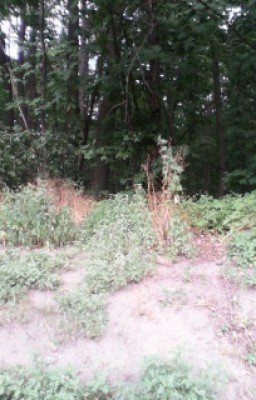 Волшебное приключение