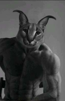 Приключения Шлёпы