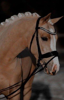 Оскар | 𝙴𝚗𝚍 | 𝙱𝚢 𝙿𝚛𝚘𝚜𝚝𝚘_𝙰𝚜𝚒𝚔𝚊