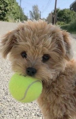 Собачка Дори и ее приключения 🫶🏼