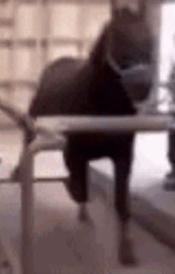 КОРИЧНЕВОЕ УХО ФАРАОНА