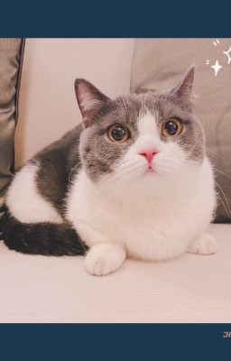 Кошка для социопата