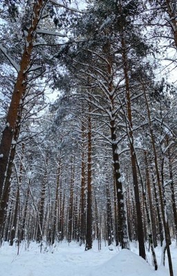 Мечта
