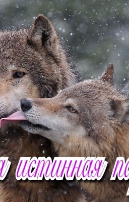 Моя истинная пара.