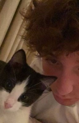 я тебе (не) верю // данонфлекс