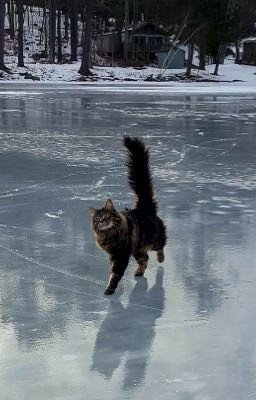 Пророчество Бурого Котенка.||завершено.||