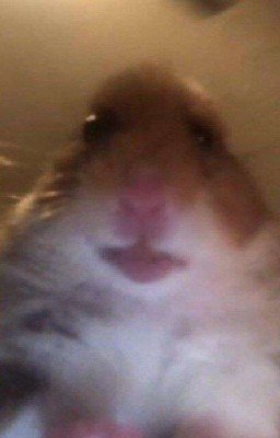 Приключения Миши 