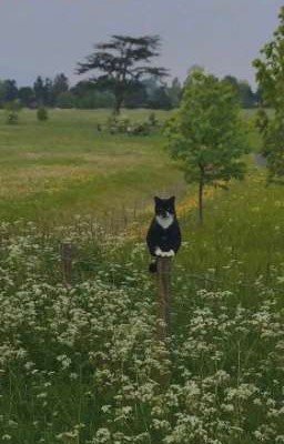 🥧Лето в деревне🗝