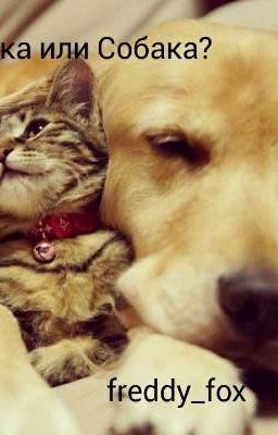 Кошка или Собака? 
