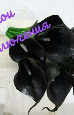 Мои приключения...