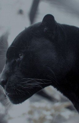 Багира из SCP, сестра Салли Олдер (Закончен)