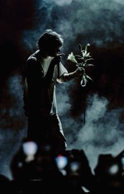 Шмели любят лаванду 4