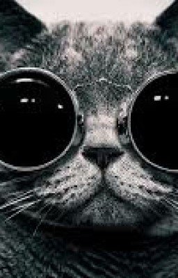 Мой парень - кот