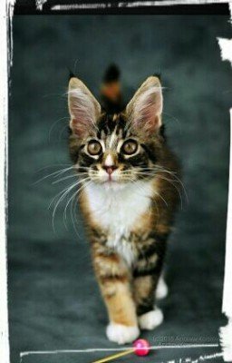 Тайная жизнь  домашних животных