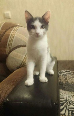 Мишина сказочка: Весеннее обострение