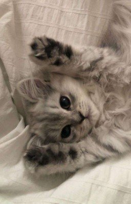 Дневник Таечки 