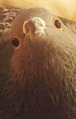 Это был сон? А жаль...